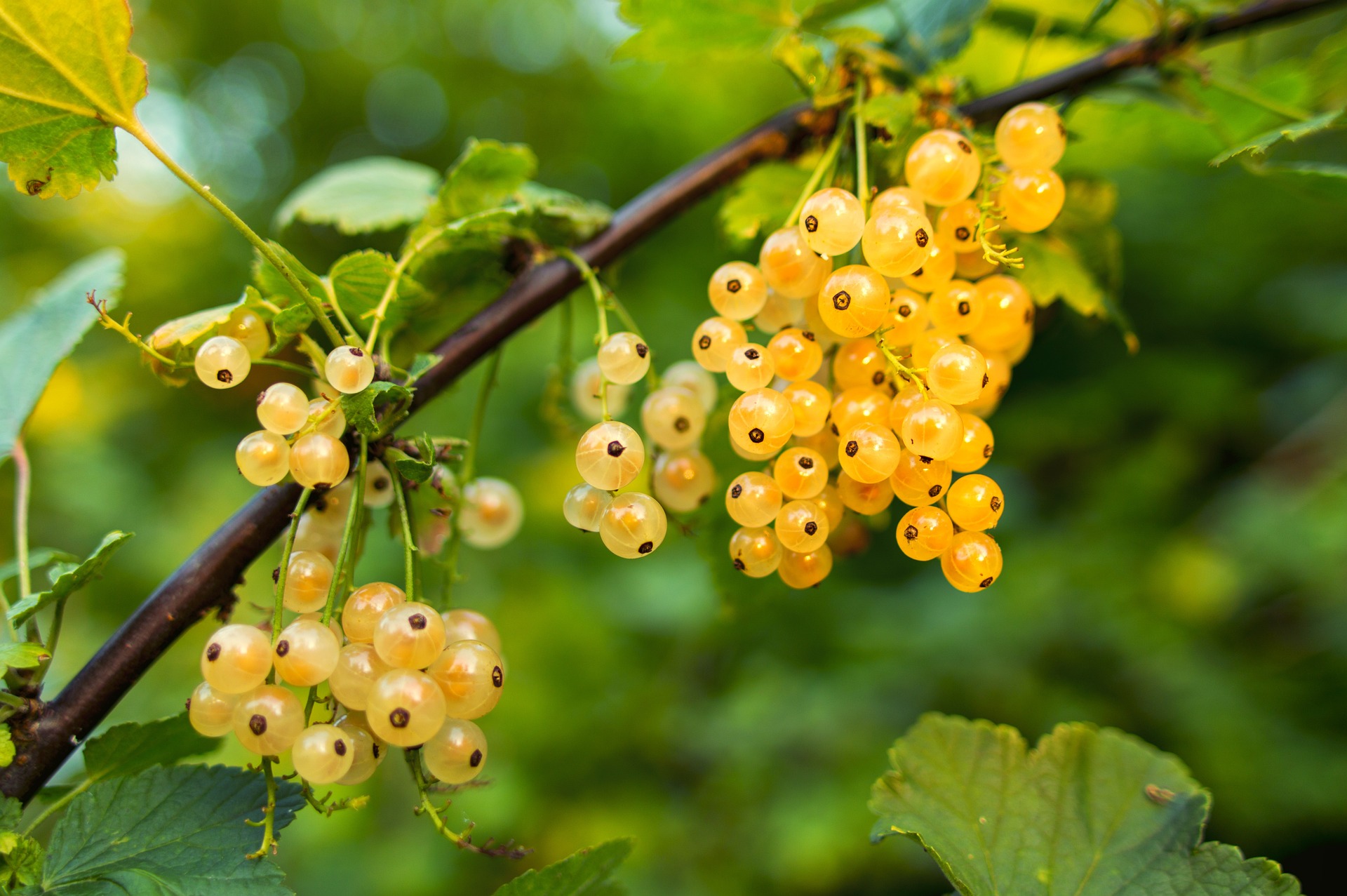 Johannisbeeren im Garten: Der Leitfaden für Anbau, Pflege und Ernte