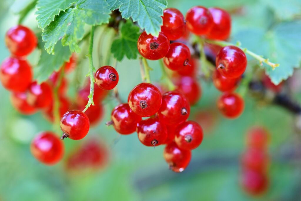 Johannisbeeren im Garten: Der Leitfaden für Anbau, Pflege und Ernte