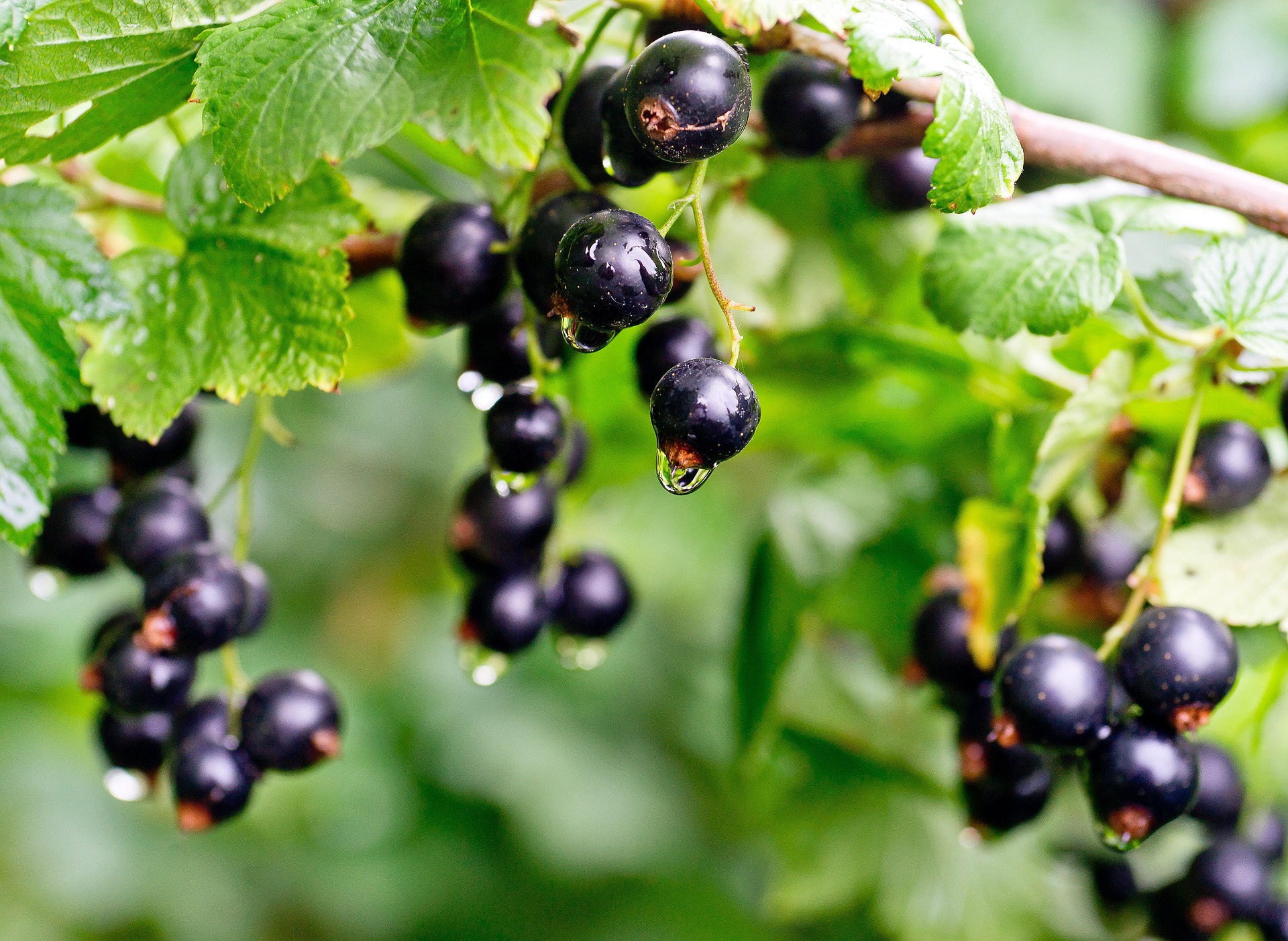 Johannisbeeren im Garten: Der Leitfaden für Anbau, Pflege und Ernte